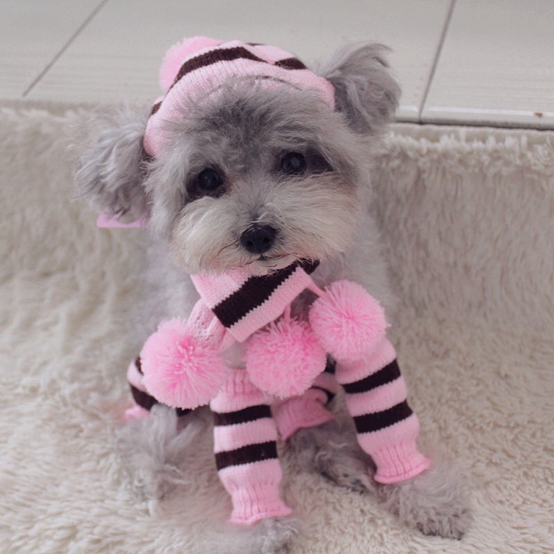 Rainbow Stripe Knitted Dog Win - Winter Clothing Leg Warmers incelemesi ve fiyatı